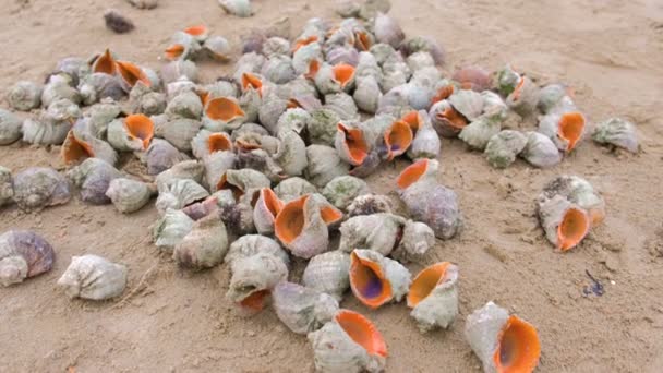 Muitas belas conchas de rapan na areia na costa do mar negro . — Vídeo de Stock