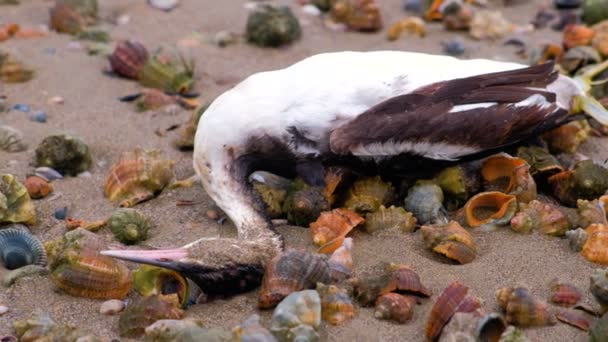 Död fågel bland rapan skalen på den sandiga stranden efter storm. Närbild. — Stockvideo