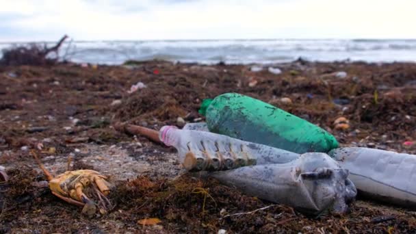 Plastic bottles, died crabs, animal remains and other debris among the seaweed on the sandy seashore after storm. — Stock Video