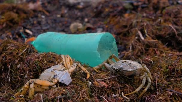 Botellas de plástico, cangrejos muertos y otros desechos entre las algas marinas en la orilla del mar arenoso . — Vídeo de stock