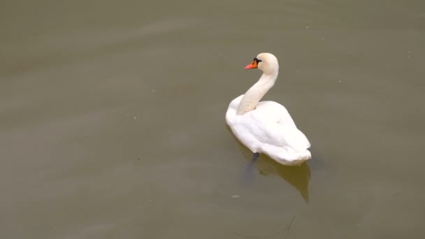 Nemocná Bílá labuť s křivý krk plave v jezeře se špinavou vodou. — Stock video