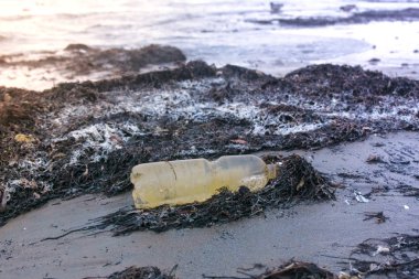 Plastik şişe ve yosunlar deniz kum plaj. Arka plan, kıyı kenti.