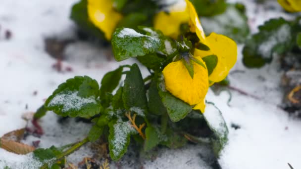 南方地区的雪中有黄色美丽的花朵 南方突然的冬天 — 图库视频影像
