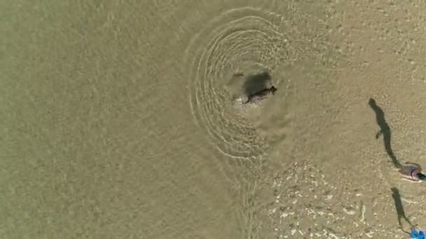 Vue aérienne du chien et des personnes nageant sur la mer sur la plage de sable en été .