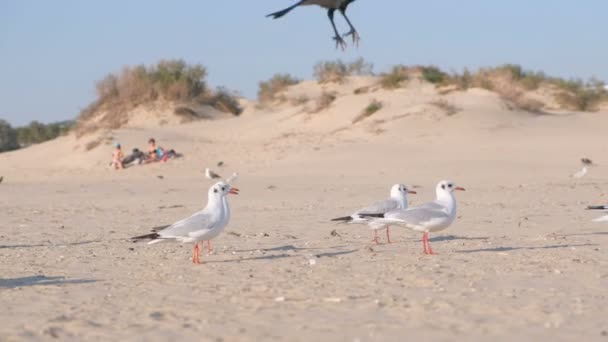 Aves Gaviotas Cuervos Playa Arena — Vídeos de Stock