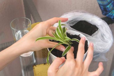 Bitki bakım kavramı. Kadının elleri houseplant dikim. Tencerede Chlorophytum repotting.