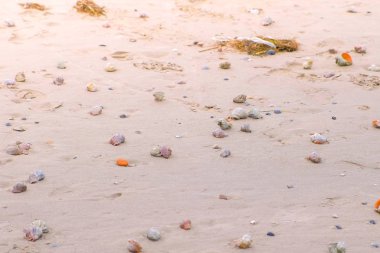 Sandy beach rapan kabukları ve kabuklu deniz hayvanı kabuğu.