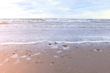 Kumlu sahilde dalgalar güçlü deniz. Rapan kum üzerinde kabukları.