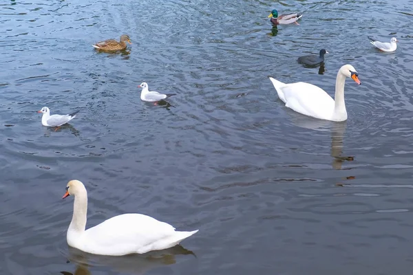 Río con hermosos cisnes blancos y patos en el agua . —  Fotos de Stock