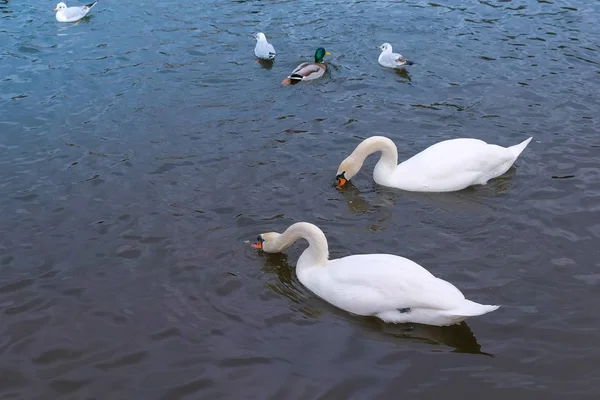 Río con hermosos cisnes blancos y patos en el agua . —  Fotos de Stock