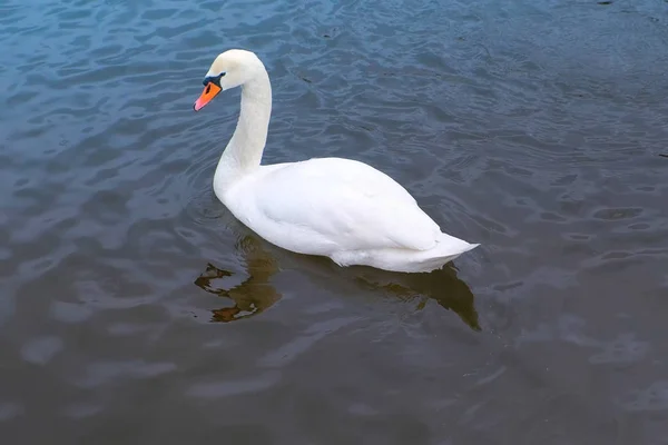 Río con hermoso cisne blanco el agua . —  Fotos de Stock