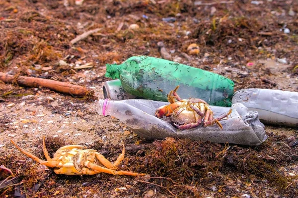 Plastic bottles, died crabs and other debris among the seaweed on the sandy seashore.