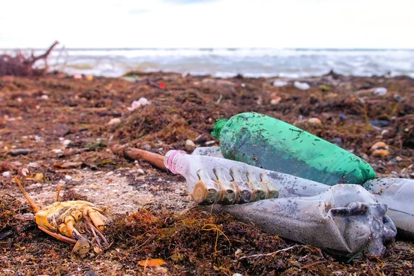 Botellas de plástico, cangrejos muertos, restos de animales y otros desechos entre las algas marinas en la orilla del mar arenoso después de la tormenta . — Foto de Stock