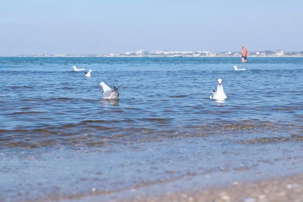 Όμορφη Θαλασσογραφία με κύματα, άμμο παραλία και κολύμπι γλάροι. — Φωτογραφία Αρχείου