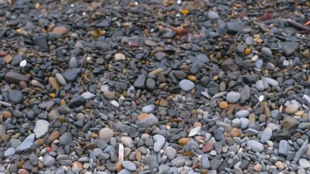 Petits cailloux colorés et gris vue rapprochée . — Video