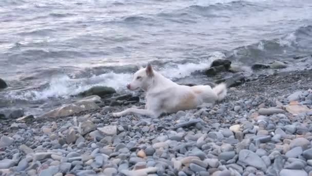 Perro blanco tendido en una playa de piedra junto al mar . — Vídeos de Stock