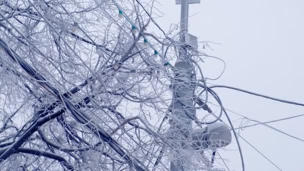 Lampada stradale e linea elettrica sullo sfondo di alberi innevati in inverno . — Video Stock