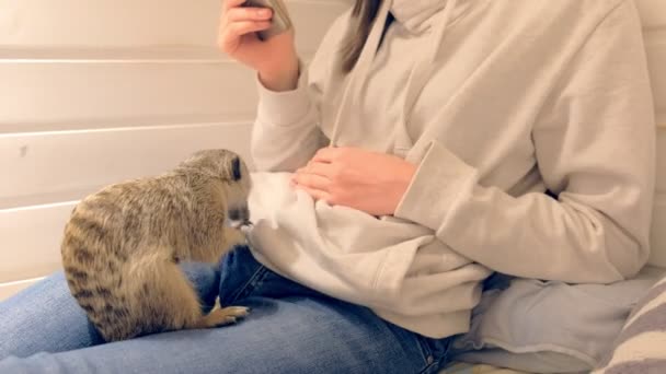 Woman and a meerkat at home. Meerkat digs his paws. — Stock Video