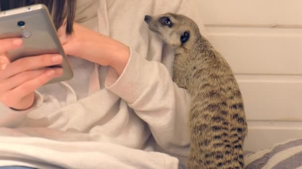 Kobieta wpisuje wiadomość na telefon siedzi w domku zabaw dla dzieci z meerkat. — Wideo stockowe