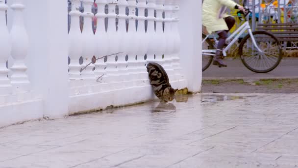 Cat leans out from behind the fence and drinks water from the puddle. — Stock Video