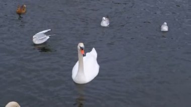 Nehir kuğular ve Ördek suda. Ekmek yemek.