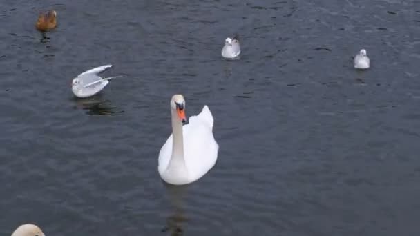 Řeka s labutě a kachny ve vodě. Jíst chleba. — Stock video