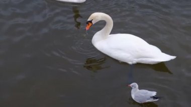 Güzel beyaz kuğular suda yüzen ve ekmek yeme ile nehir.