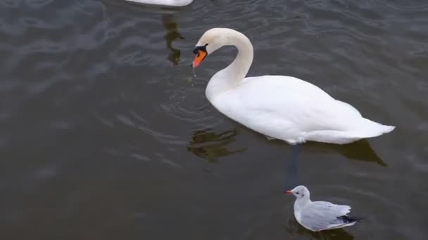 Річка з красивими білими лебедями, які плавають у воді та їдять хліб . — стокове відео