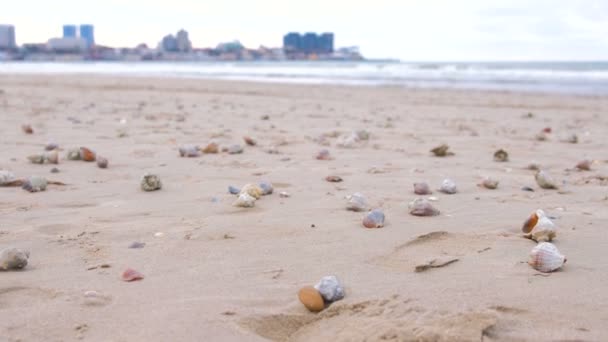 Playa de arena con conchas de rapán y una concha. Mar y ciudad en el fondo . — Vídeos de Stock