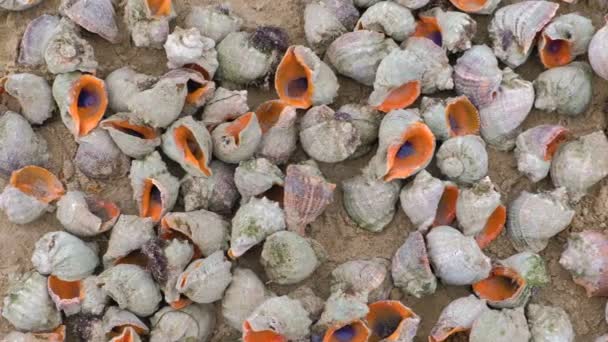 Veel mooie schelpen van rapan op het zand op de kust van de Zwarte Zee. Close-up weergave. — Stockvideo