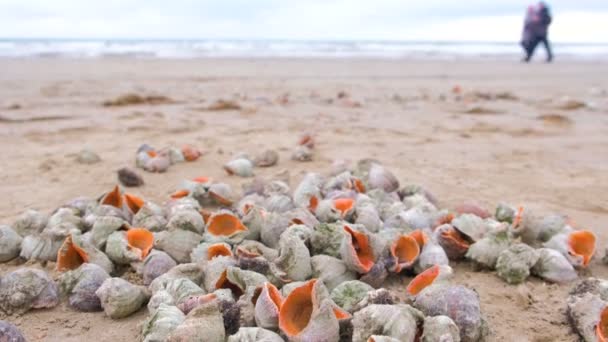 Muitas belas conchas de rapan na areia na costa do mar negro. Ondas marinhas . — Vídeo de Stock