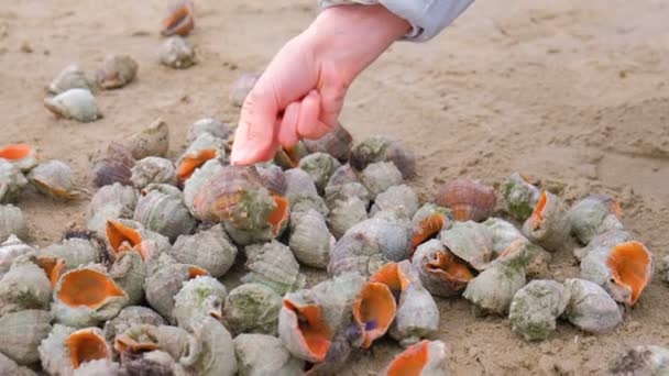 Frauenhand nimmt Muschel von Rapan am Sandstrand des Meeres. — Stockvideo
