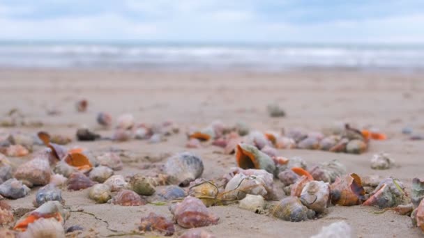 Muchas hermosas conchas de rapán en la arena en la costa del mar negro. Olas marinas . — Vídeos de Stock
