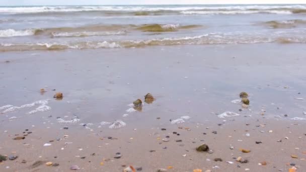 Playa de arena con conchas de rapán y una concha. Olas de tormenta en el mar . — Vídeo de stock