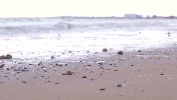Ondas marinhas fortes na costa arenosa. Conchas de rapan na areia . — Vídeo de Stock