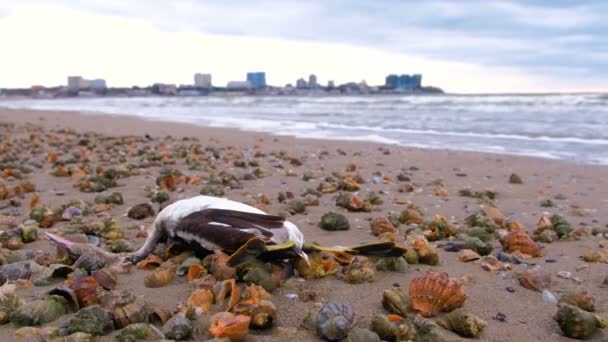 Ave muerta entre las conchas de rapán en la playa de arena después de la tormenta . — Vídeo de stock