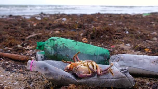 Botellas de plástico, cangrejos muertos y otros desechos entre las algas marinas en la orilla del mar arenoso . — Vídeos de Stock