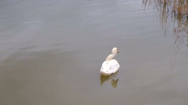 Çarpık bir boyun ile hasta Beyaz Kuğu kirli su ile gölde yüzüyor.