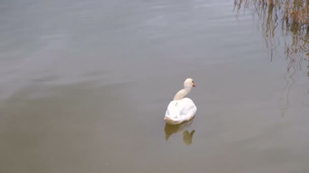 Sjuka vit svan med en krokig hals simmar i sjön med smutsigt vatten. — Stockvideo