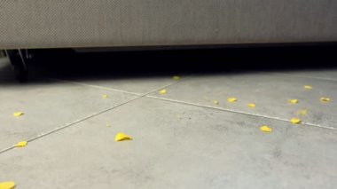 Mısır pul kırıntıları kanepenin yanında yere düşer. Gri kiremit üzerinde yerde Cornflakes.