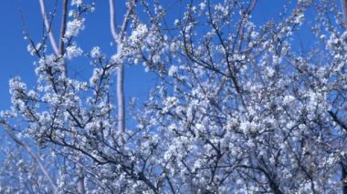 Gökyüzü arka plan karşı küçük beyaz çiçekler ile ağaç dalları.