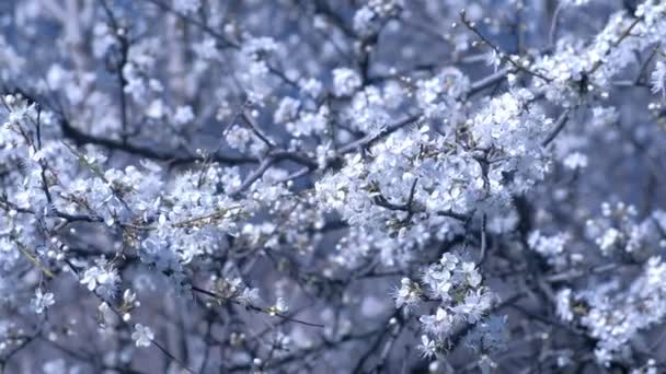 Hermosas ramas de árbol con pequeñas flores blancas contra el fondo del cielo . — Vídeos de Stock