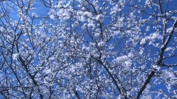 Muchas ramas de árboles con pequeñas flores blancas contra el fondo del cielo . — Vídeo de stock