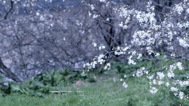 Piękne tło natury z małymi białymi kwiatami pokrywa gałęzie drzew i trawnik. — Wideo stockowe