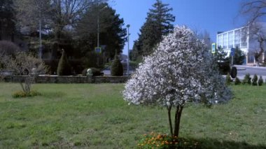Güzel kiraz ağacı şehir parkında küçük beyaz çiçeklerle kaplı.