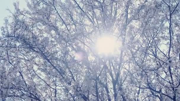 Riesiger Baum mit kleinen weißen Blüten im Stadtpark an sonnigen Tagen. — Stockvideo