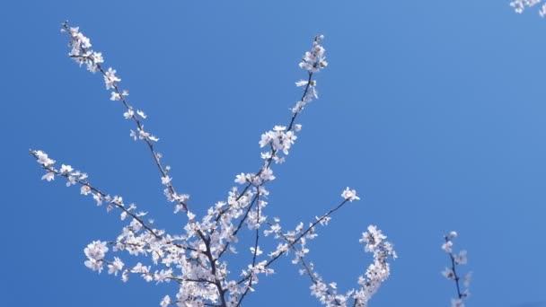 Větev stromů s malými bílými květy na pozadí oblohy. — Stock video