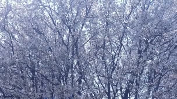 Huge tree covered with small white flowers. — Stock Video