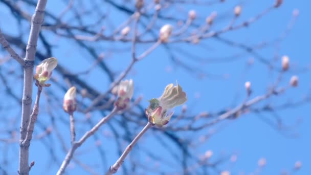 Vackra knoppar av kastanj träd i början av våren på blå himmel bakgrund. — Stockvideo