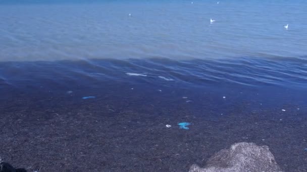 Пластиковые мешки в море с водорослями в воде . — стоковое видео